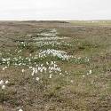 Cottongrass scattered across tundra.